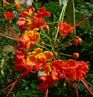 Belize Tropical Flowers